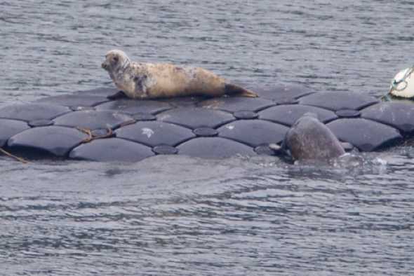 30 April 2023 - 09:20:35
----------------
Seals in the river Dart, Dartmouth